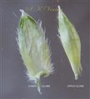  Sessile spikelet-Glumes